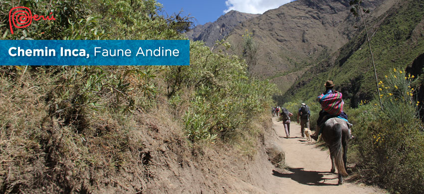 faune andine chemin inca