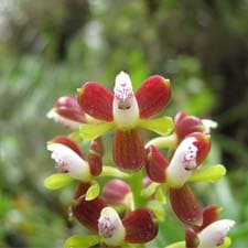 Orchidées sur le Chemin Inca